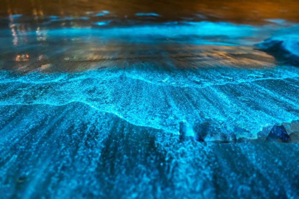 Bioluminiscencia
