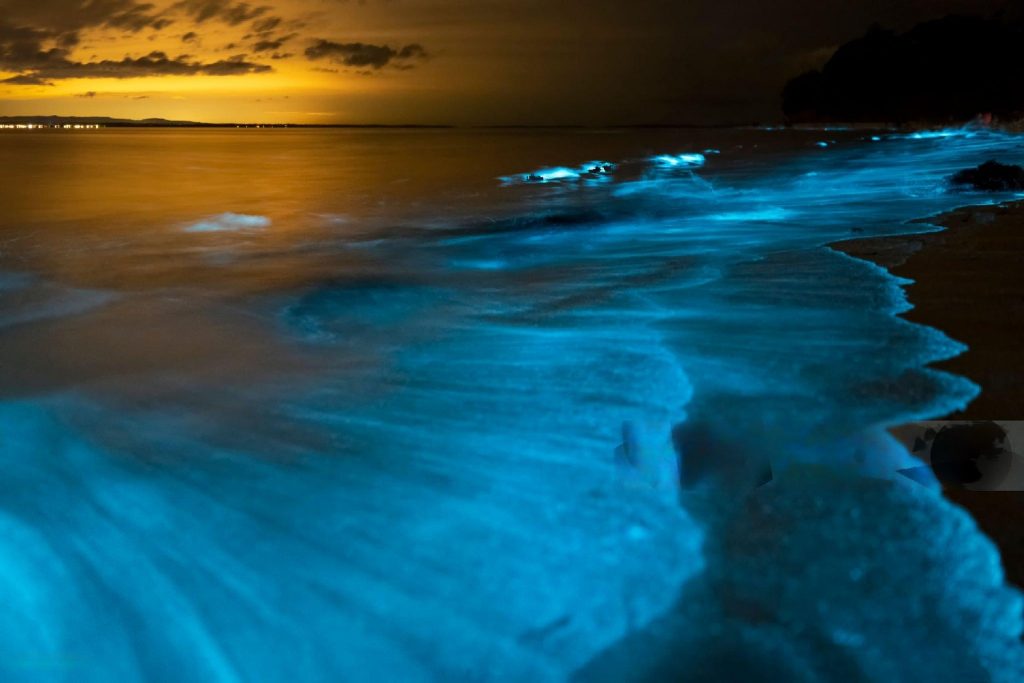 Bioluminiscencia Nocturna