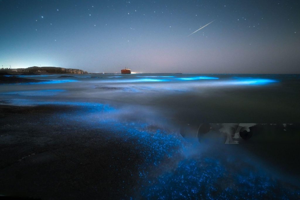 Bioluminiscencia